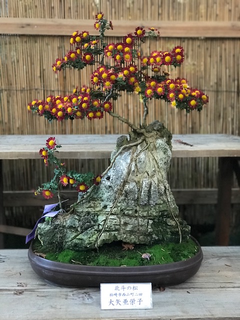 Beautiful displays at the Yahiko Shrine Chrysanthemum Festival.