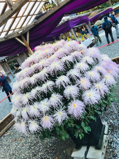 You can see 4,000 displays of lovingly and carefully raised chrysanthemum flowers.