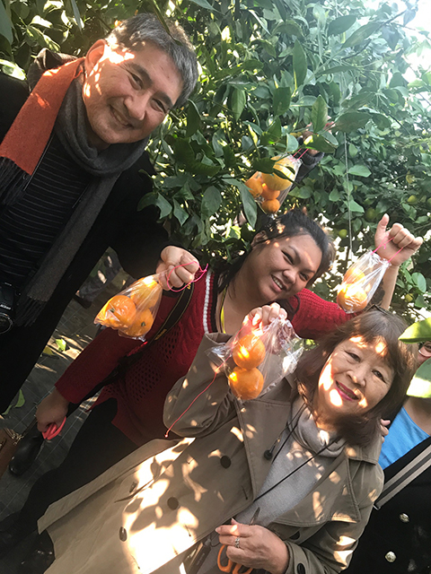 Orange picking in Niigata City