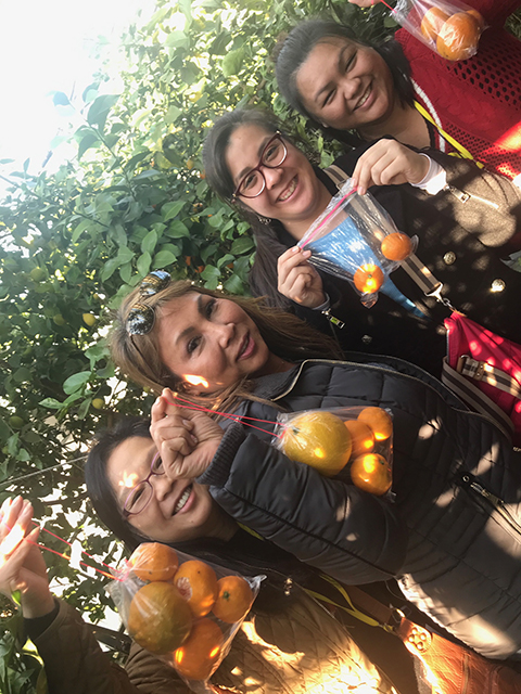 Orange picking in Niigata City.